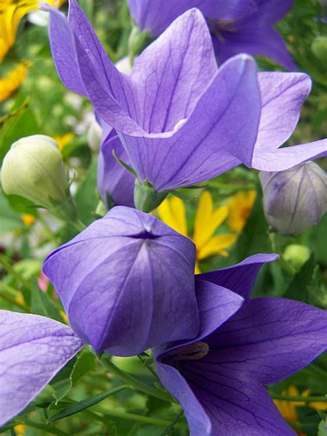 12 Most Beautiful Blue Flowers In The World
