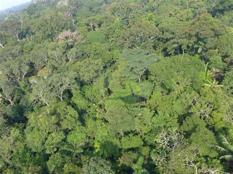 There Are So Many Amazonian Tree Species We Wont