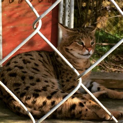 The savannah cat is one of the most exciting new breeds to emerge in recent years. Excited about the big cats at the Exotic Feline Rescue ...