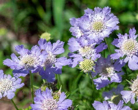 Scabiosa Caucasica Perfecta Kopen Duifkruid