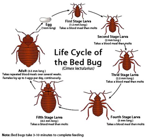 Bed Bug Life Cycle Life Stages Of Bed Bugs