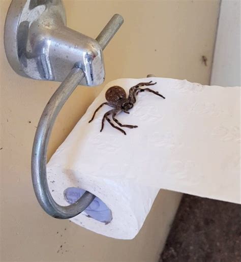 Huge Huntsman Spider Was Waiting For Woman Behind The Loo Roll Metro News