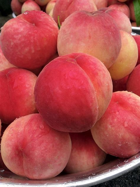 Peach Fruit Pink Free Photo On Pixabay