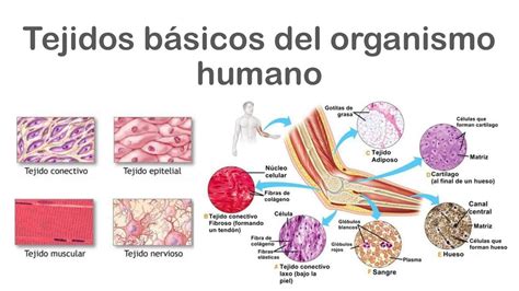 Tejidos Básicos Del Organismo Humano Ximena Zambrano Udocz