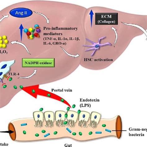 Pathogenesis Of Alcoholic Liver Disease Download Scientific Diagram