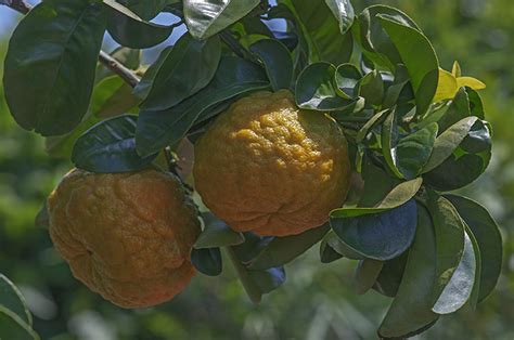Citrus Aurantium Bitter Orange Citrus Vulgaris