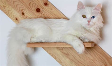 Top 10 Cat Breeds That Act Like Dogs Prudent Pet Insurance
