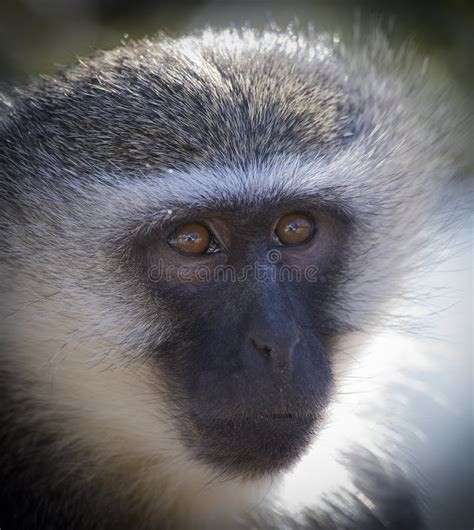 Vervet Monkey Portrait Close Up With Detail On Long Facial Hair Stock
