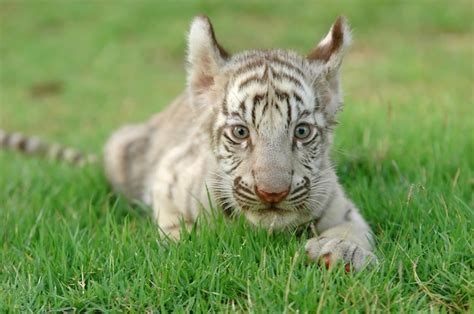 Premium Photo Baby White Bengal Tiger