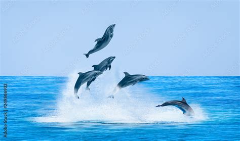 Group Of Dolphins Jumping On The Water Beautiful Seascape And Blue
