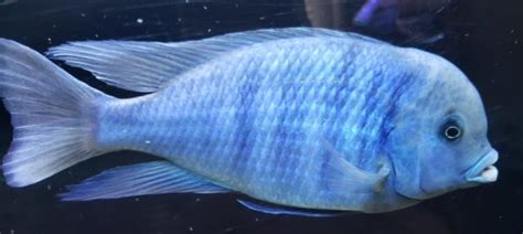 Blue Dolphin Cichlid Complete Guide To Care Breeding Tank Size And