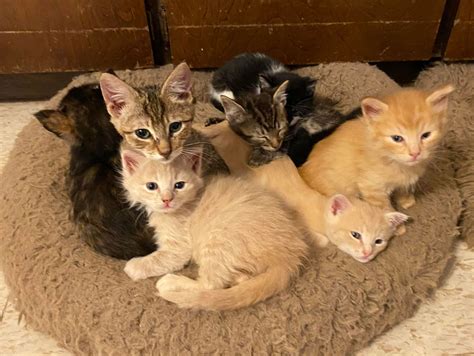Adopting Kittens in Pairs - Kitties Cottage