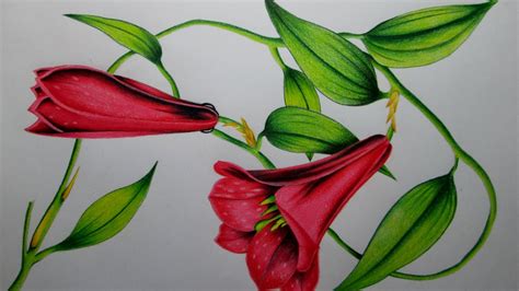 Cómo Dibujar Una Flor Con Lápices De Colores Paso A Paso Dibujando Un
