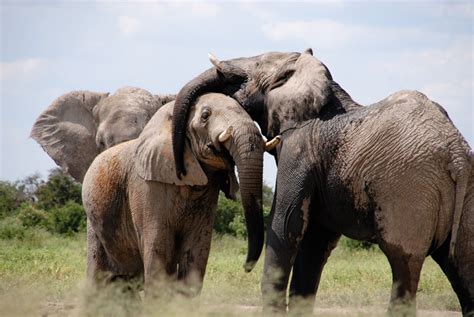 Fotos Gratis Aventuras Animal Fauna Silvestre Manada África