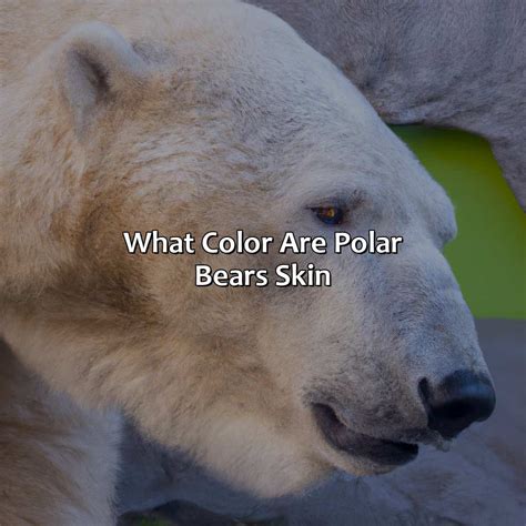 What Color Are Polar Bears Skin