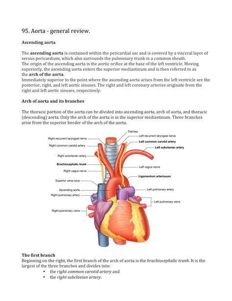 Ascending Aorta Anatomy Anatomy Drawing Diagram