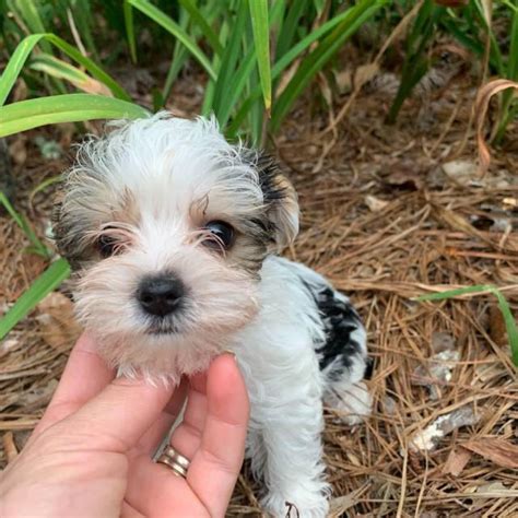 If pups are already on the ground, it's easier to agree to a deposit since you will know at that point if there is a pup available for you or not. 4 Adorable Yorkie Puppies up for Sale in Atlanta, Georgia - Puppies for Sale Near Me