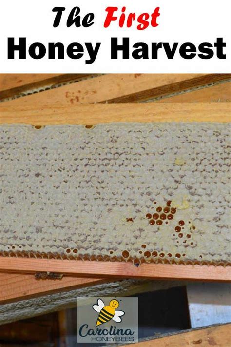 How To Remove Honey From A Beehive Harvesting Honey Bee Keeping Bee Hive