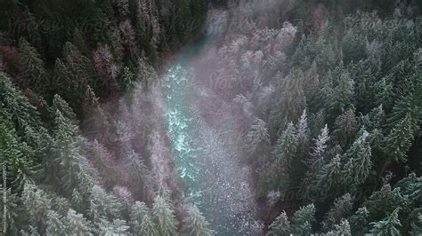 Fog Covered Forest By Stocksy Contributor Reese Lassman Stocksy