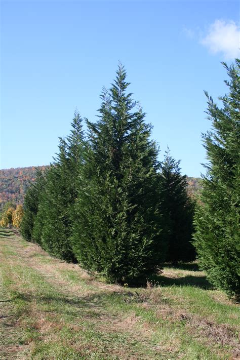 Evergreen Trees Shade Tree Farm