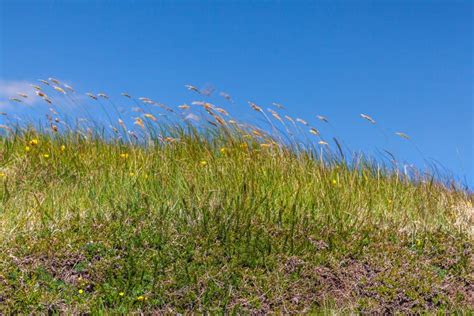 Wild Grass In The Wind Harris Western Isles Scotland Stock Photo