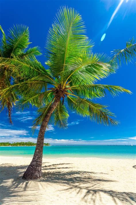 Tropical Beach With Coconut Palm Trees And Clear Lagoon Fiji Islands