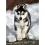 Husky Pictures  HD Wallpapers Pics