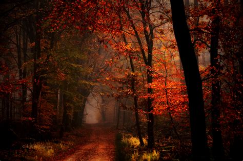 Aella Stormwind Dark Autumn Autumn Forest Forest Photography