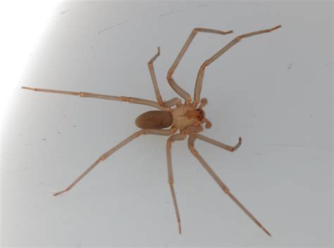Brown Recluse Spider Identification And Control Owlcation