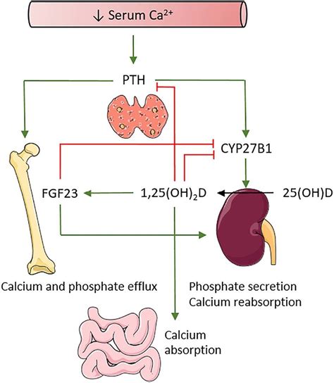 Calcium And Vitamin D Homeostasis Pth And 125oh 2 D Tightly Download Scientific Diagram
