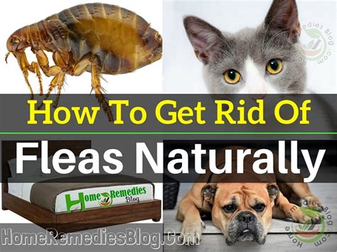 How To Get Rid Of Fleas On Cats Naturally In 2023 Cats Maniax