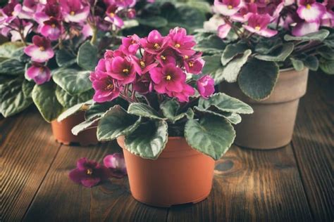 African Violets Saintpaulia Types How To Grow And Care Florgeous
