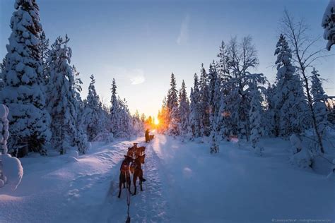 Dog Sledding In Lapland Finding The Universe