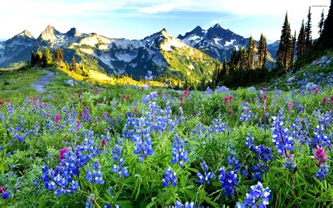 Flowers In The Mountains Wallpapers High Quality Download Free