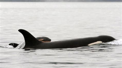 Timeline Southern Resident Orcas Experience 2015 Baby Boom Ctv News