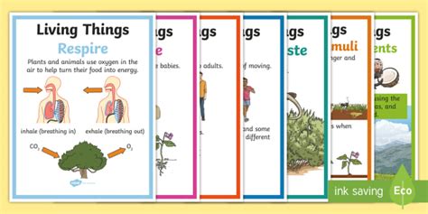 Characteristics Of Living Things Posters Teacher Made