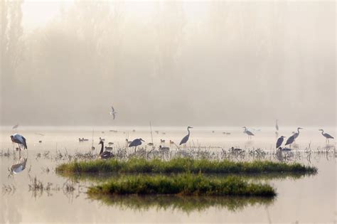 Wallpaper Landscape Birds Animals Sea Lake Water Reflection