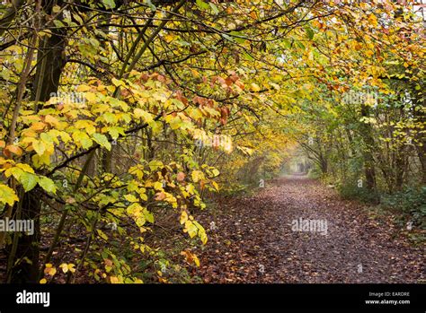 Autumn Woodland Pathway Through Beech Trees In An English Woodland