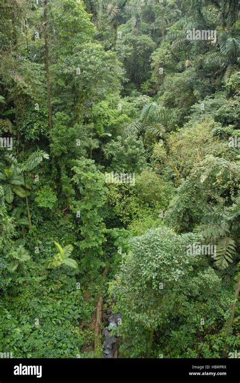 Rainforest Tropen Hi Res Stock Photography And Images Alamy