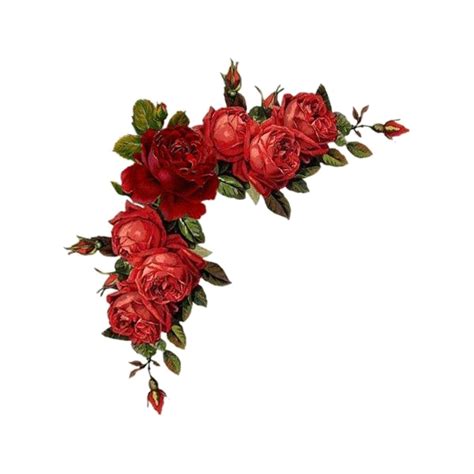 Flores Rojas Para Invitaciones Png Png Image Collection