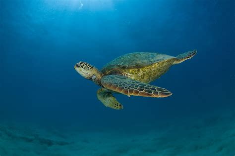 The Sea Turtles Live A Long Life A Lot Longer Than Sharks