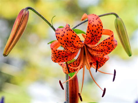 Tiger Lily Wallpaper ·① Wallpapertag