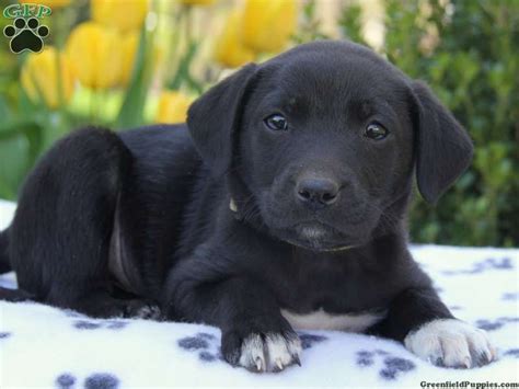 Puppies are started on potty training, but. Dewey, lab mix puppy for sale from Narvon, PA | Lab ...