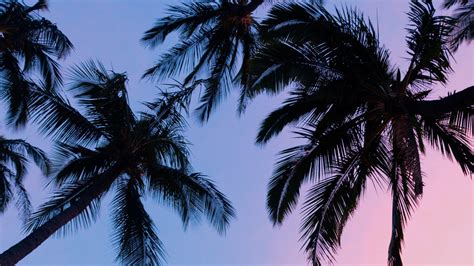 Blue Sunset Pink Sky Palm Trees Violet Hd Wallpaper Rare Gallery