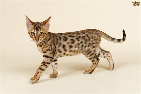 The Five Most Expensive Cat Breeds In The World Pets4homes