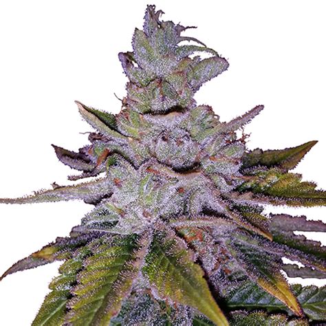 Buy Purple Kush Weed Seeds Australian Seed Banks