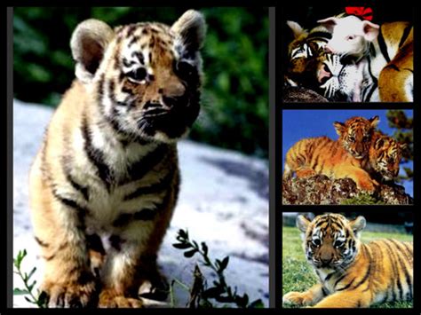 Cute Tiger Cubs Collage Tigerclan Fan Art 34588510 Fanpop