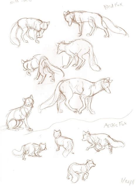Fox Drawing Reference Positions Of A Fox Sketched References