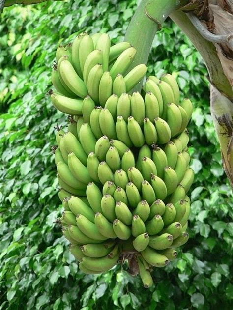 A Guide To 17 Different Types Of Bananas Banana Banana Tree Green