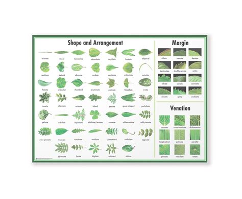 Leaf Shape Tree Leaf Identification Chart